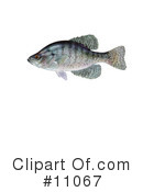 Fish Clipart #11067 by JVPD