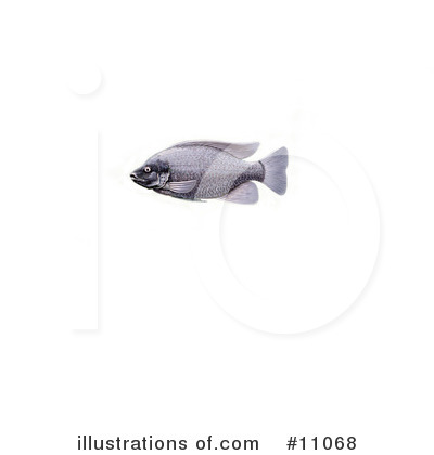 Fish Clipart #11068 by JVPD
