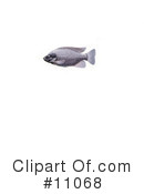 Fish Clipart #11068 by JVPD