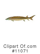 Fish Clipart #11071 by JVPD