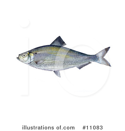 Royalty-Free (RF) Fish Clipart Illustration by JVPD - Stock Sample #11083