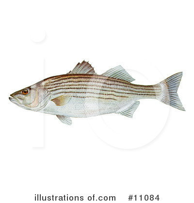 Royalty-Free (RF) Fish Clipart Illustration by JVPD - Stock Sample #11084