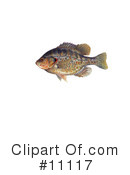 Fish Clipart #11117 by JVPD
