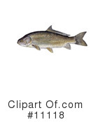 Fish Clipart #11118 by JVPD
