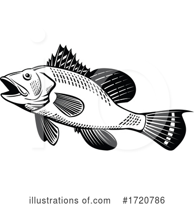Sea Bass Clipart #1720786 by patrimonio