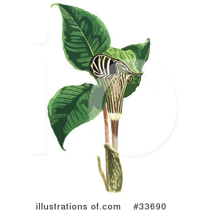 Royalty-Free (RF) Flower Clipart Illustration by JVPD - Stock Sample #33690