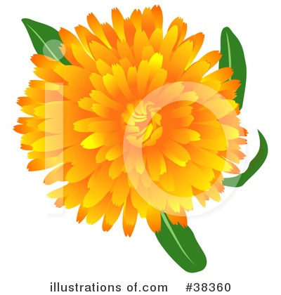 Marigold Clipart #38360 by dero