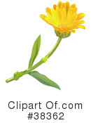 Flowers Clipart #38362 by dero