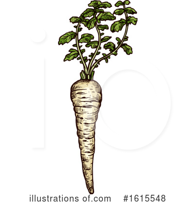 Parsnip Clipart #1615548 by Vector Tradition SM