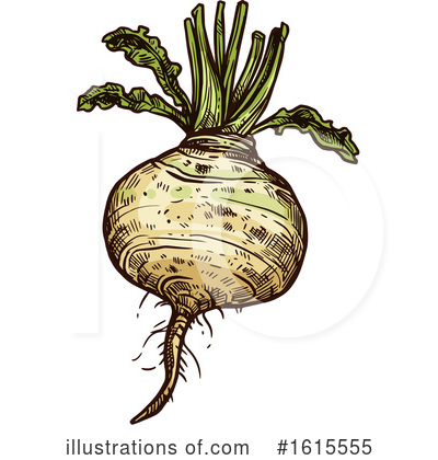 Turnip Clipart #1615555 by Vector Tradition SM
