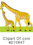 Giraffe Clipart #210847 by Maria Bell