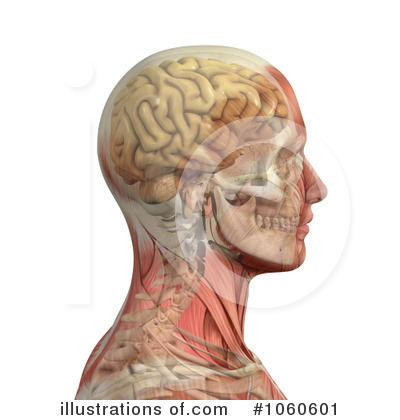 Brain Clipart #1060601 by Michael Schmeling