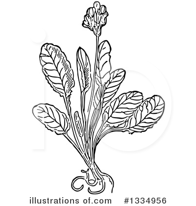Royalty-Free (RF) Herb Clipart Illustration by Picsburg - Stock Sample #1334956