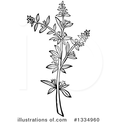 Royalty-Free (RF) Herb Clipart Illustration by Picsburg - Stock Sample #1334960