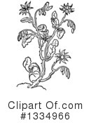 Herb Clipart #1334966 by Picsburg