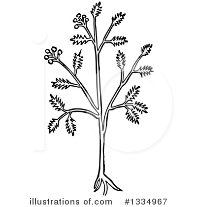 Herb Clipart #1334967 by Picsburg