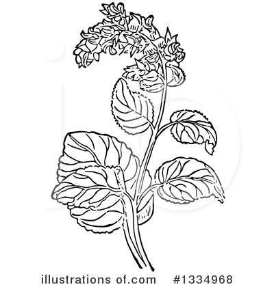 Royalty-Free (RF) Herb Clipart Illustration by Picsburg - Stock Sample #1334968