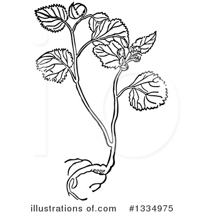 Herb Clipart #1334975 by Picsburg