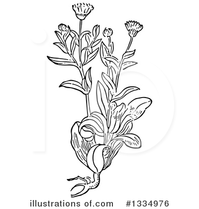 Royalty-Free (RF) Herb Clipart Illustration by Picsburg - Stock Sample #1334976