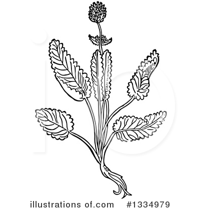 Royalty-Free (RF) Herb Clipart Illustration by Picsburg - Stock Sample #1334979