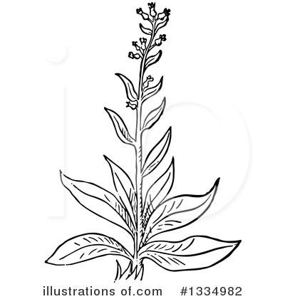 Royalty-Free (RF) Herb Clipart Illustration by Picsburg - Stock Sample #1334982