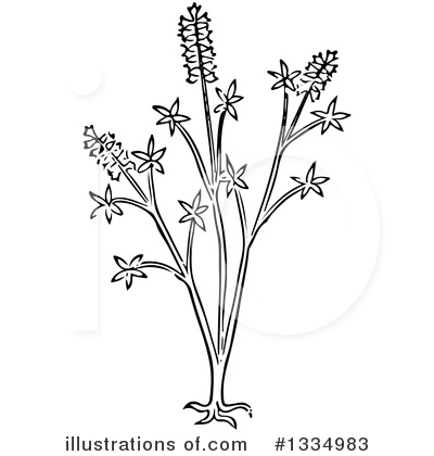 Royalty-Free (RF) Herb Clipart Illustration by Picsburg - Stock Sample #1334983
