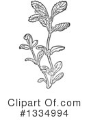 Herb Clipart #1334994 by Picsburg
