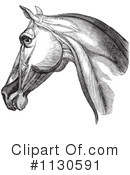 Horse Anatomy Clipart #1130591 by Picsburg