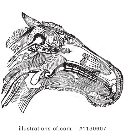 Horse Anatomy Clipart #1130607 by Picsburg