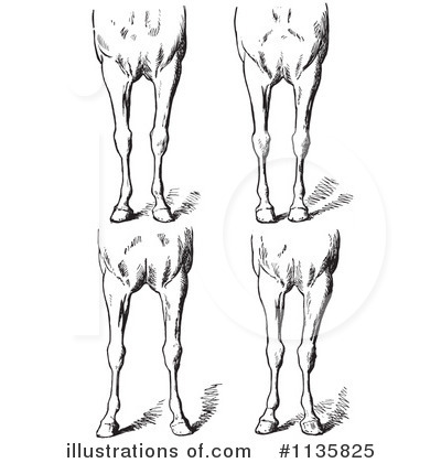 Royalty-Free (RF) Horse Anatomy Clipart Illustration by Picsburg - Stock Sample #1135825
