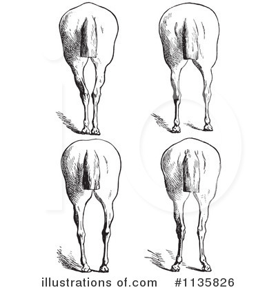 Royalty-Free (RF) Horse Anatomy Clipart Illustration by Picsburg - Stock Sample #1135826