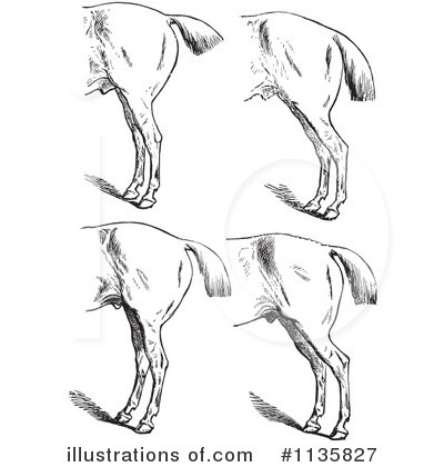 Royalty-Free (RF) Horse Anatomy Clipart Illustration by Picsburg - Stock Sample #1135827