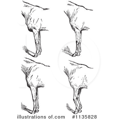 Royalty-Free (RF) Horse Anatomy Clipart Illustration by Picsburg - Stock Sample #1135828