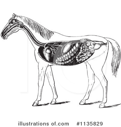 Royalty-Free (RF) Horse Anatomy Clipart Illustration by Picsburg - Stock Sample #1135829