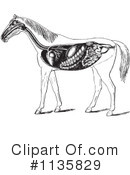 Horse Anatomy Clipart #1135829 by Picsburg