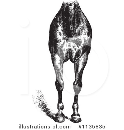 Royalty-Free (RF) Horse Anatomy Clipart Illustration by Picsburg - Stock Sample #1135835