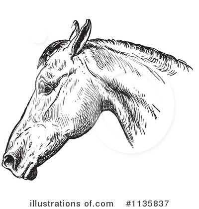 Royalty-Free (RF) Horse Anatomy Clipart Illustration by Picsburg - Stock Sample #1135837