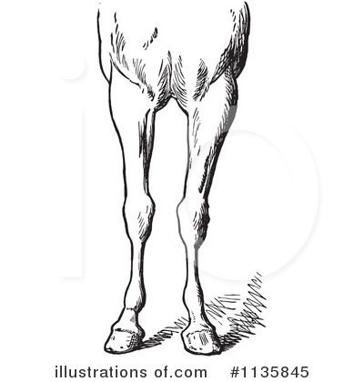Royalty-Free (RF) Horse Anatomy Clipart Illustration by Picsburg - Stock Sample #1135845