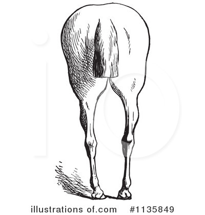 Royalty-Free (RF) Horse Anatomy Clipart Illustration by Picsburg - Stock Sample #1135849