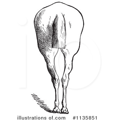 Royalty-Free (RF) Horse Anatomy Clipart Illustration by Picsburg - Stock Sample #1135851