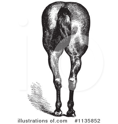 Royalty-Free (RF) Horse Anatomy Clipart Illustration by Picsburg - Stock Sample #1135852