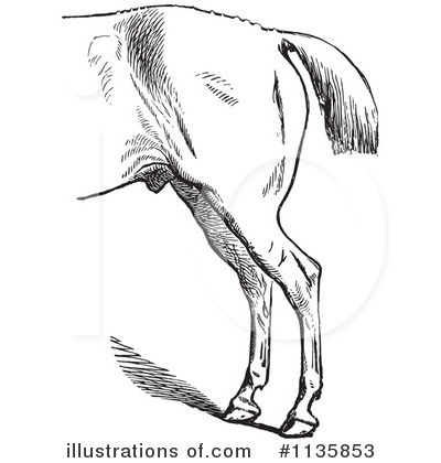 Royalty-Free (RF) Horse Anatomy Clipart Illustration by Picsburg - Stock Sample #1135853