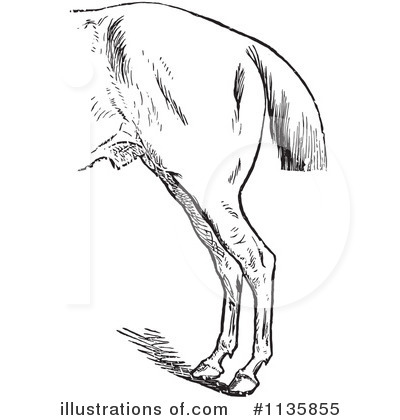 Royalty-Free (RF) Horse Anatomy Clipart Illustration by Picsburg - Stock Sample #1135855