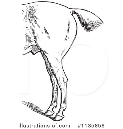 Royalty-Free (RF) Horse Anatomy Clipart Illustration by Picsburg - Stock Sample #1135856