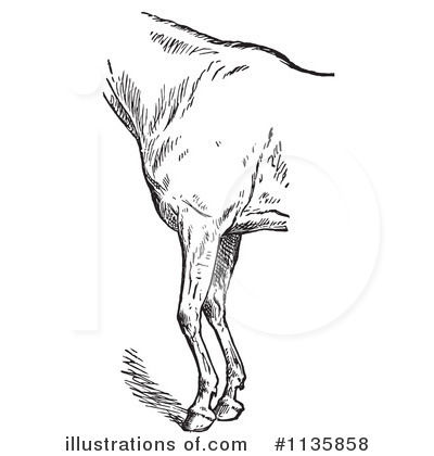 Royalty-Free (RF) Horse Anatomy Clipart Illustration by Picsburg - Stock Sample #1135858