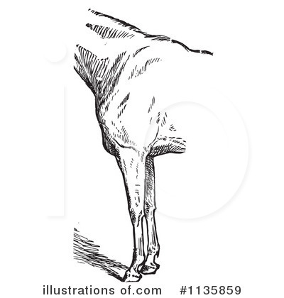 Royalty-Free (RF) Horse Anatomy Clipart Illustration by Picsburg - Stock Sample #1135859