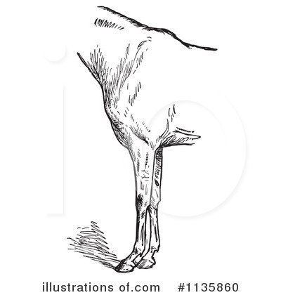 Royalty-Free (RF) Horse Anatomy Clipart Illustration by Picsburg - Stock Sample #1135860