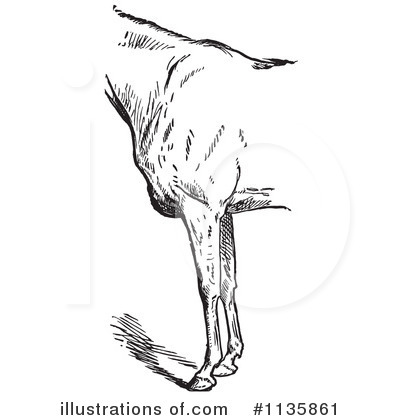 Royalty-Free (RF) Horse Anatomy Clipart Illustration by Picsburg - Stock Sample #1135861