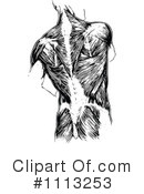 Human Anatomy Clipart #1113253 by Prawny Vintage