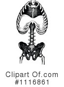 Human Anatomy Clipart #1116861 by Prawny Vintage